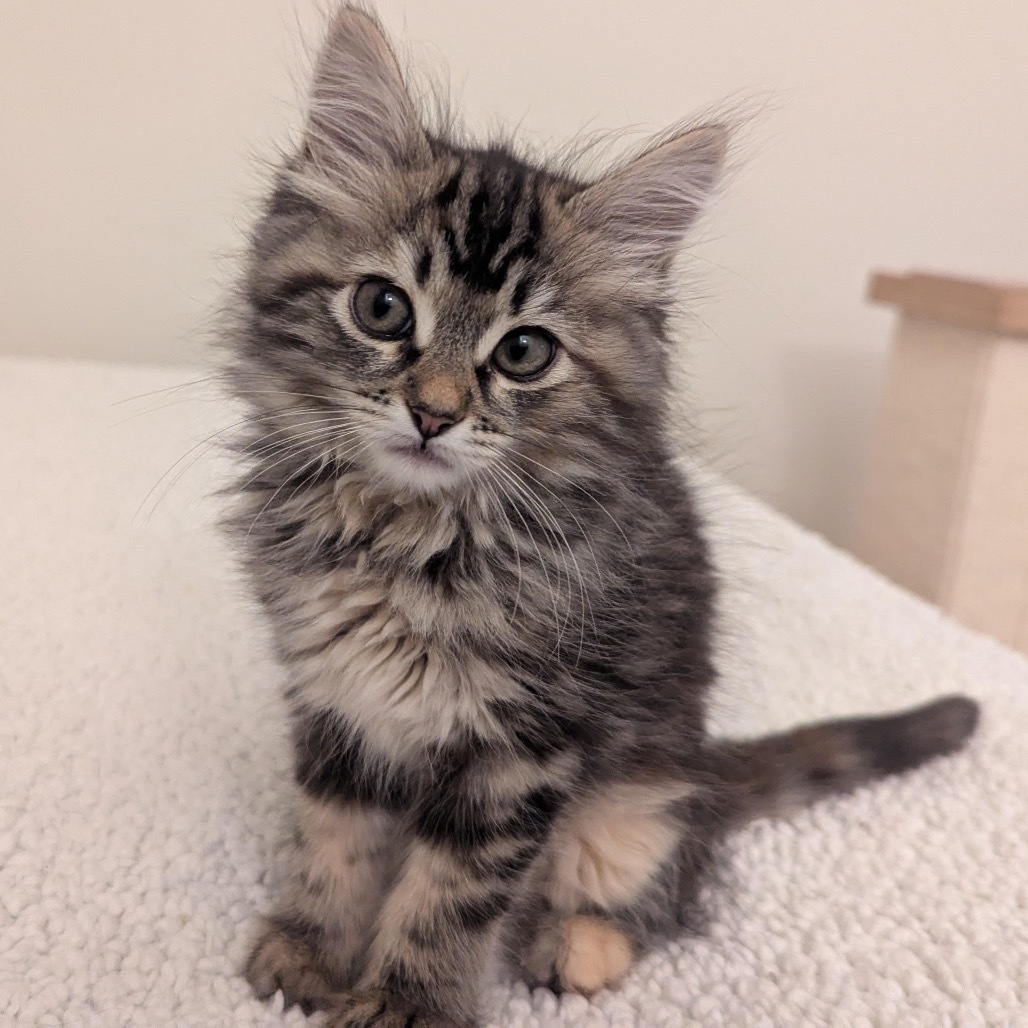 Bella