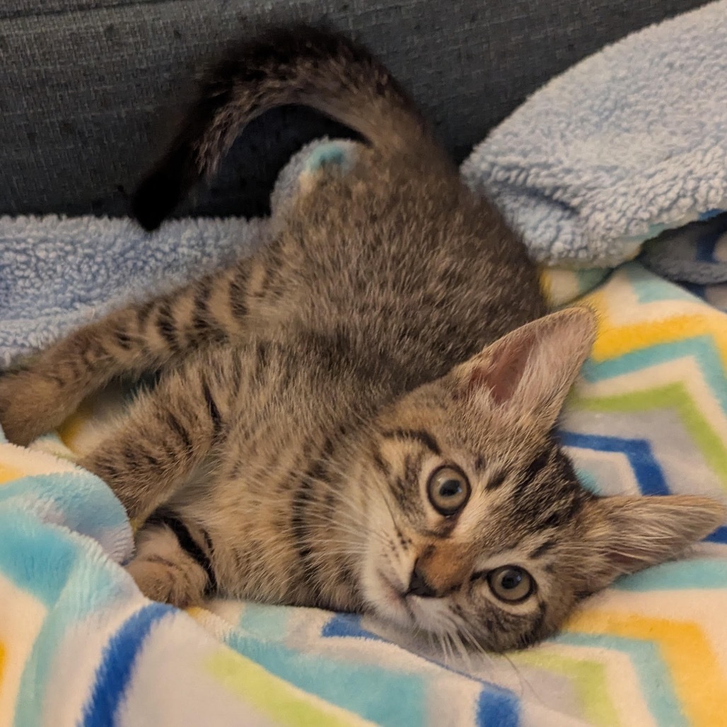 Simba