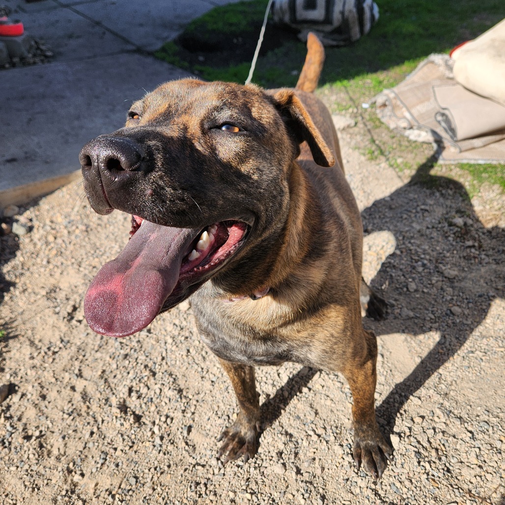 Betsy, an adoptable Pit Bull Terrier in Wadena, MN, 56482 | Photo Image 2