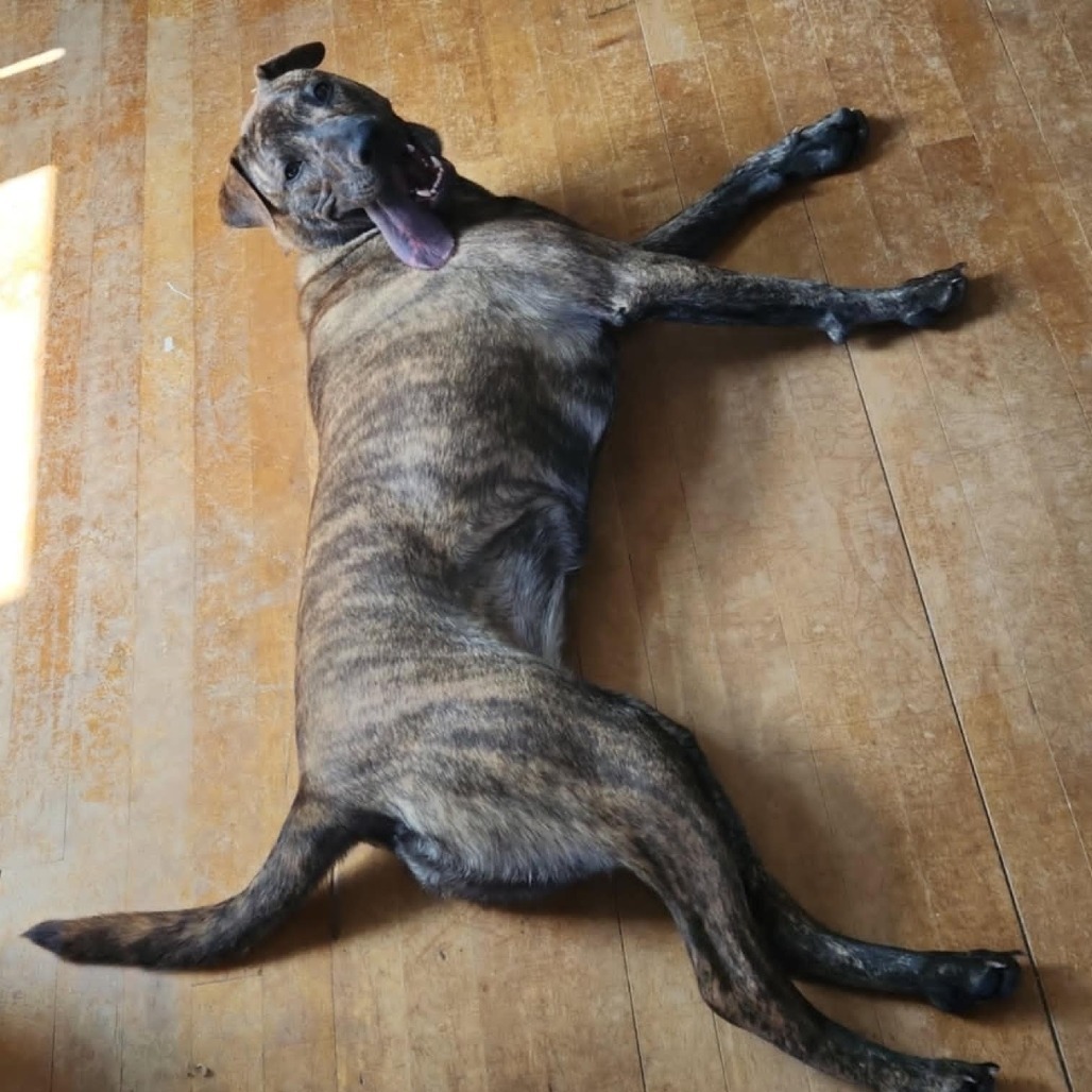 Betsy, an adoptable Pit Bull Terrier in Wadena, MN, 56482 | Photo Image 3