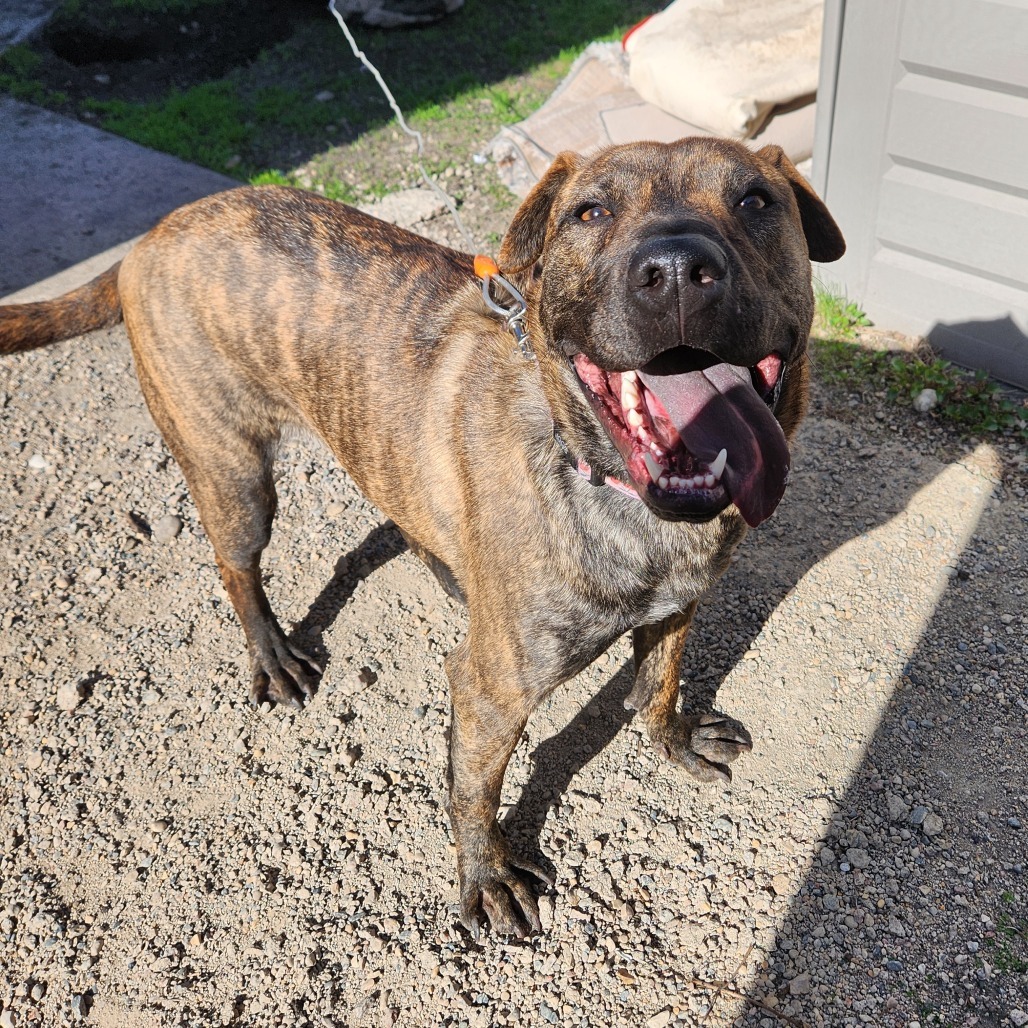 Betsy, an adoptable Pit Bull Terrier in Wadena, MN, 56482 | Photo Image 3