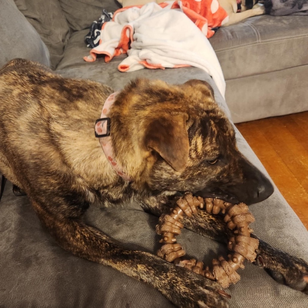 Betsy, an adoptable Pit Bull Terrier in Wadena, MN, 56482 | Photo Image 5