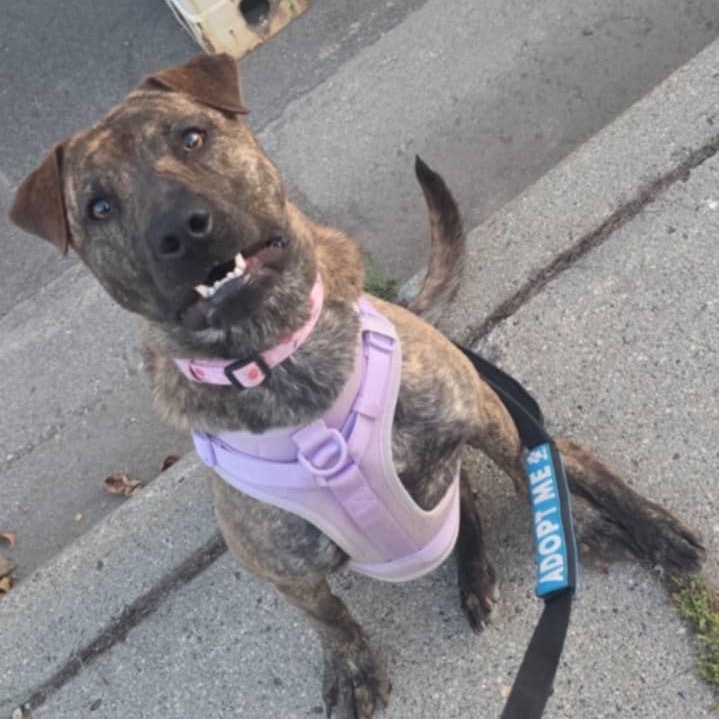 Betsy, an adoptable Pit Bull Terrier in Wadena, MN, 56482 | Photo Image 6