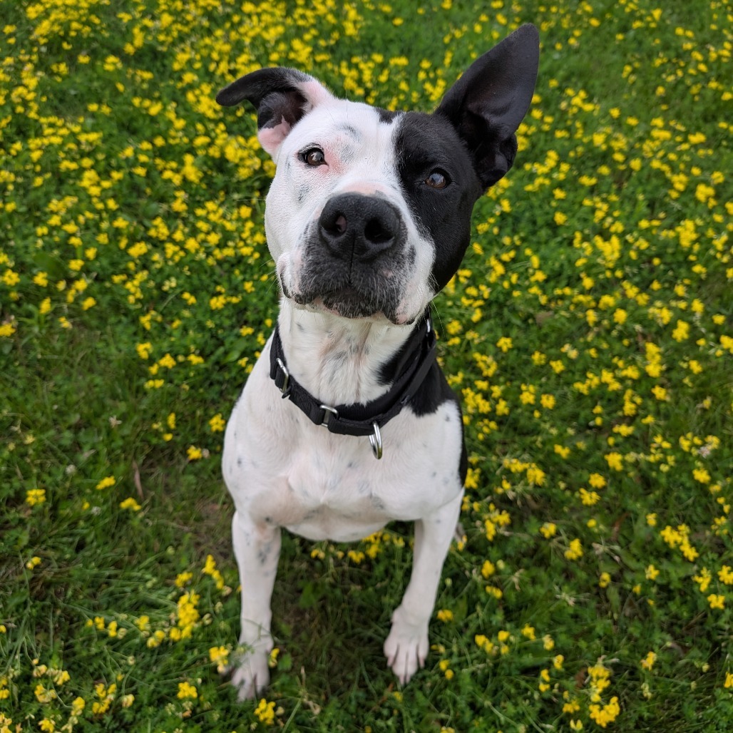 Chance, an adoptable American Staffordshire Terrier in Milford, IA, 51351 | Photo Image 1