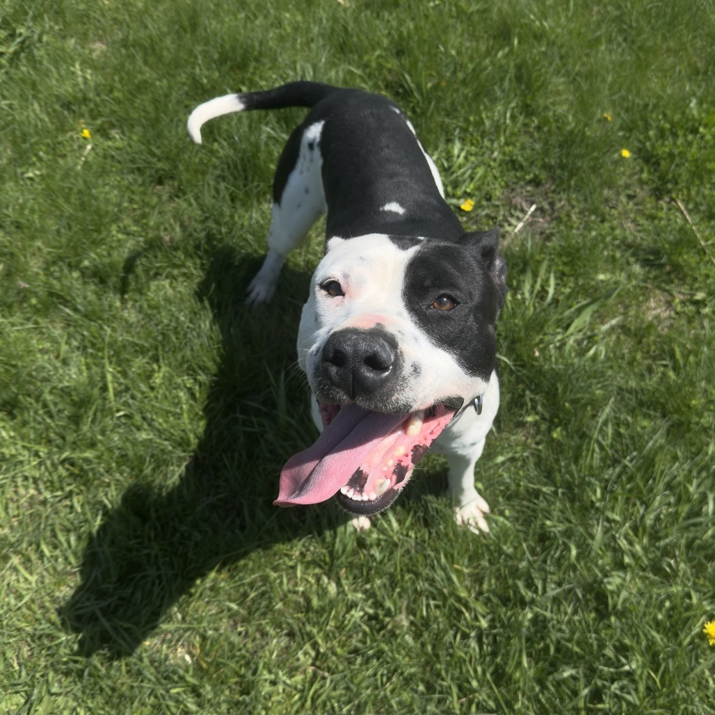 Chance, an adoptable American Staffordshire Terrier in Milford, IA, 51351 | Photo Image 2