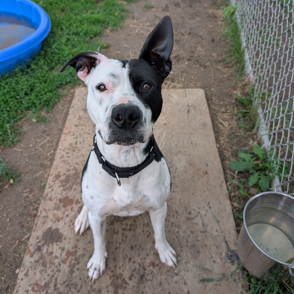 Chance, an adoptable American Staffordshire Terrier in Milford, IA, 51351 | Photo Image 3