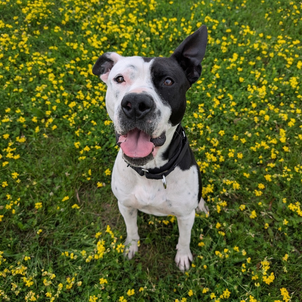 Chance, an adoptable American Staffordshire Terrier in Milford, IA, 51351 | Photo Image 4