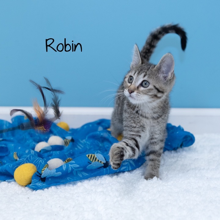Robin