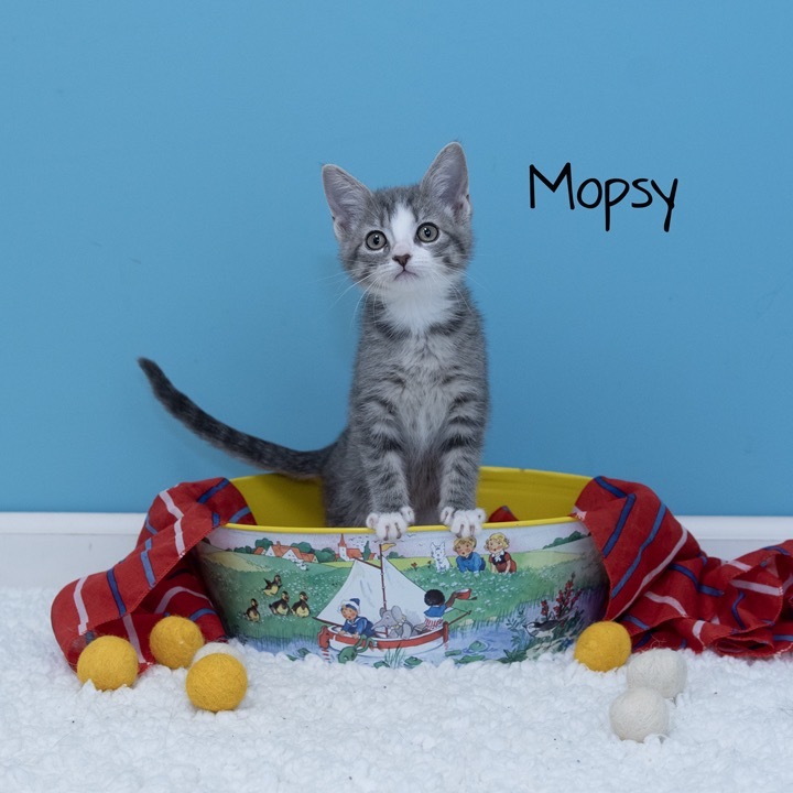 Mopsy