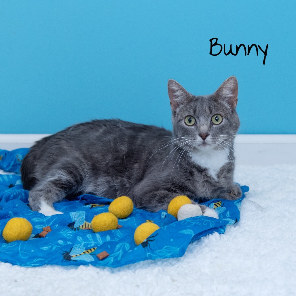 Bunny
