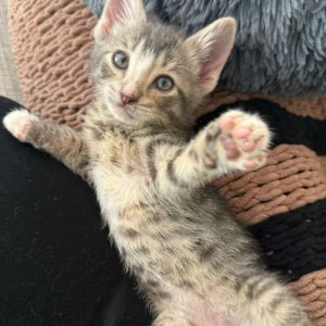 Rafa, Baby Male Domestic Short Hair