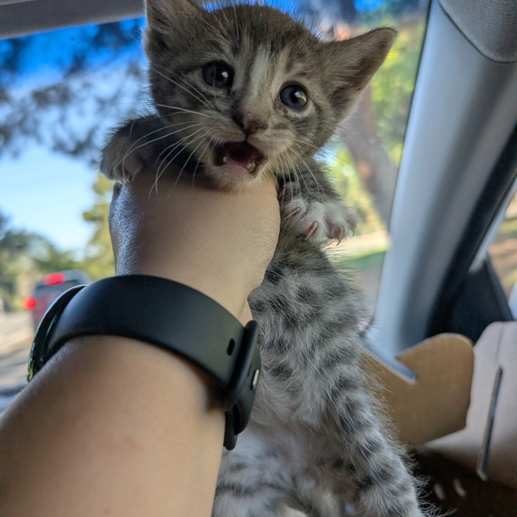 Rafa