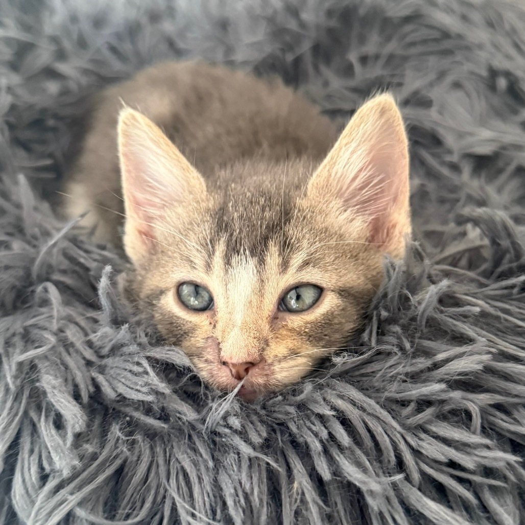 Rafa