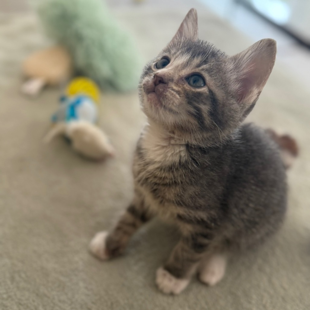 Rafa