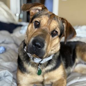 Susie, Young Female Mixed Breed