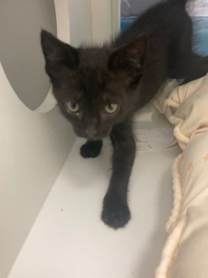 Puddles, Baby Male Domestic Short Hair