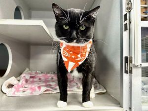 Dunkins Domestic Short Hair Cat