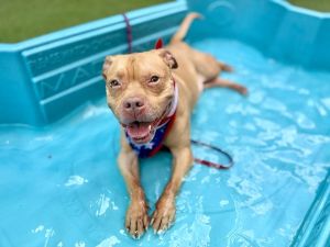 Champ Mixed Breed Dog