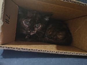 Angelique, Baby Female Domestic Short Hair