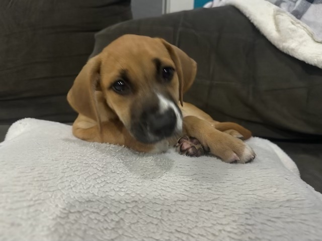 Baby Banana