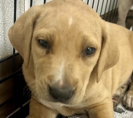 Baby Vanilla
