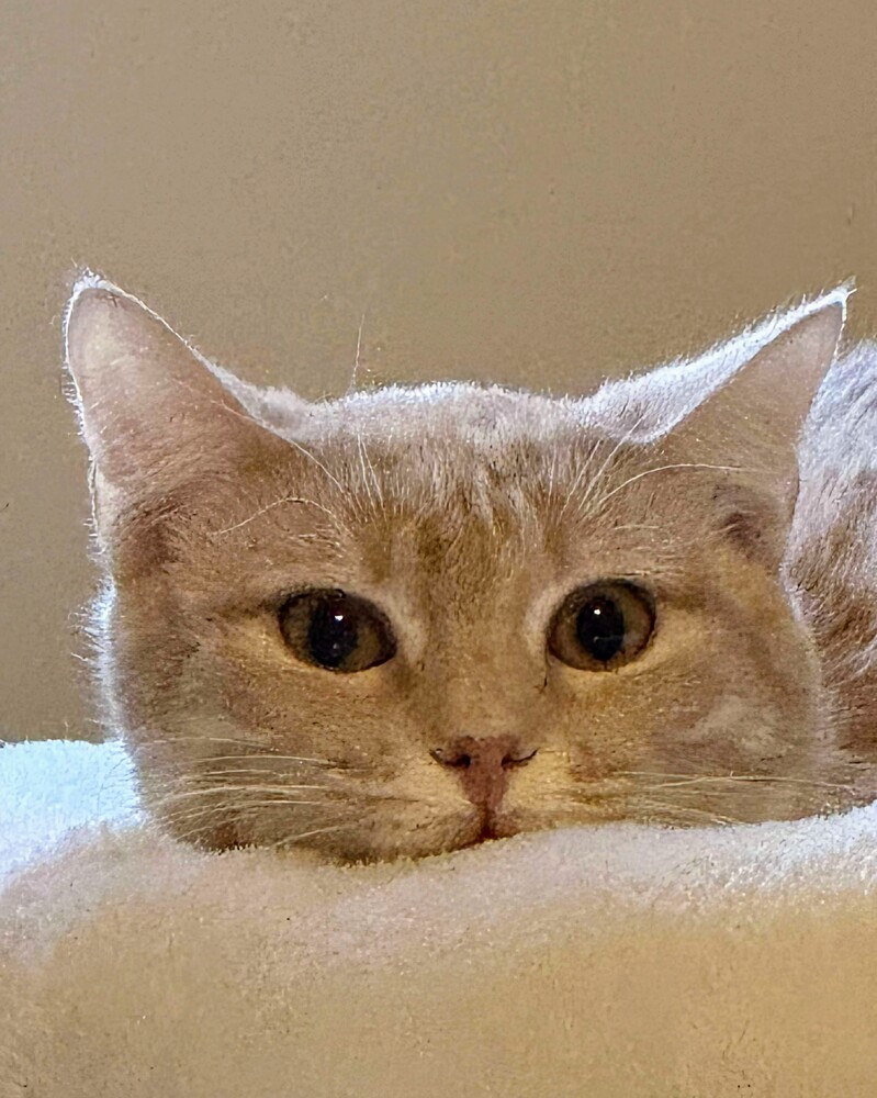 Bentley, an adoptable Domestic Medium Hair in Evergreen, CO, 80439 | Photo Image 2