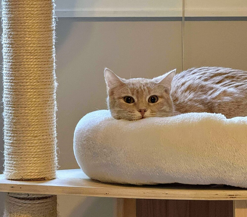 Bentley, an adoptable Domestic Medium Hair in Evergreen, CO, 80439 | Photo Image 3