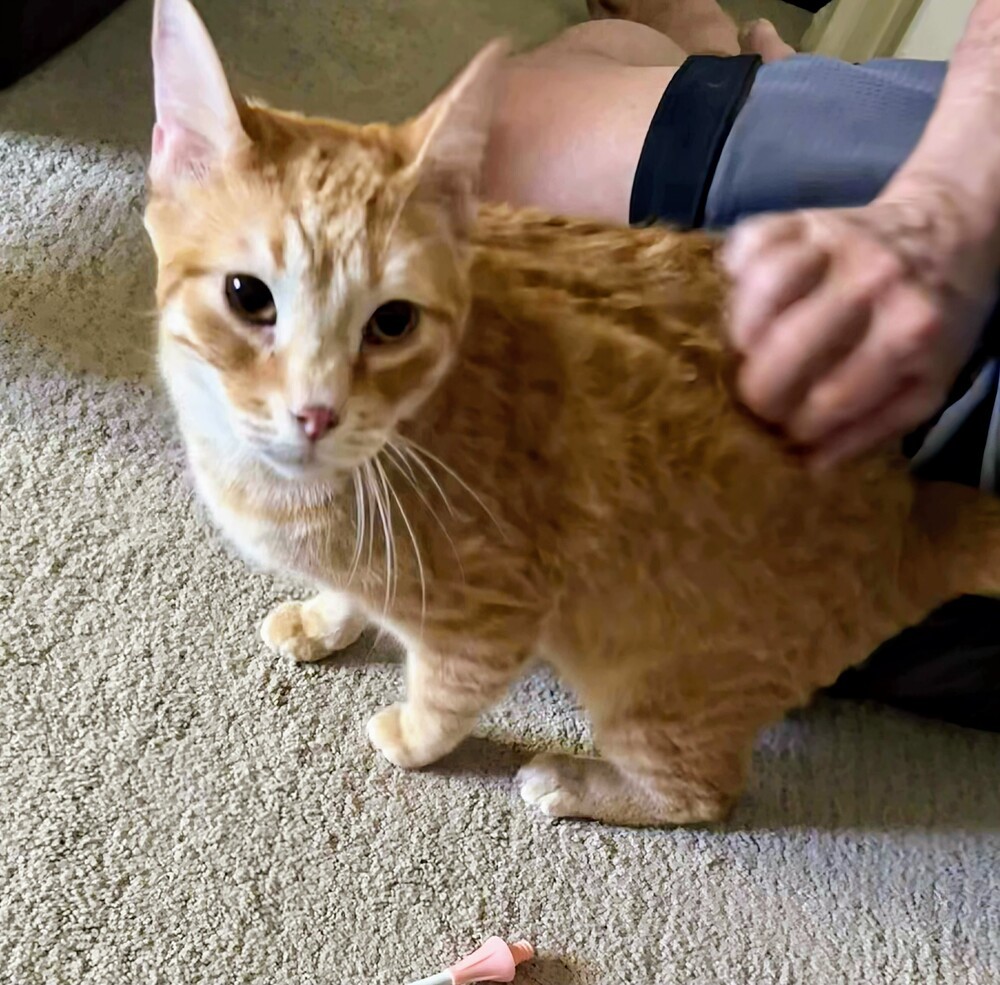 Oliver