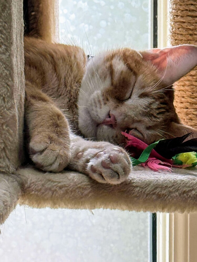 Oliver, an adoptable Domestic Medium Hair in Evergreen, CO, 80439 | Photo Image 2