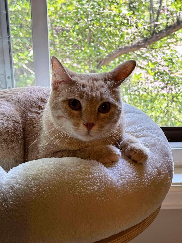 Oliver, an adoptable Domestic Medium Hair in Evergreen, CO, 80439 | Photo Image 3