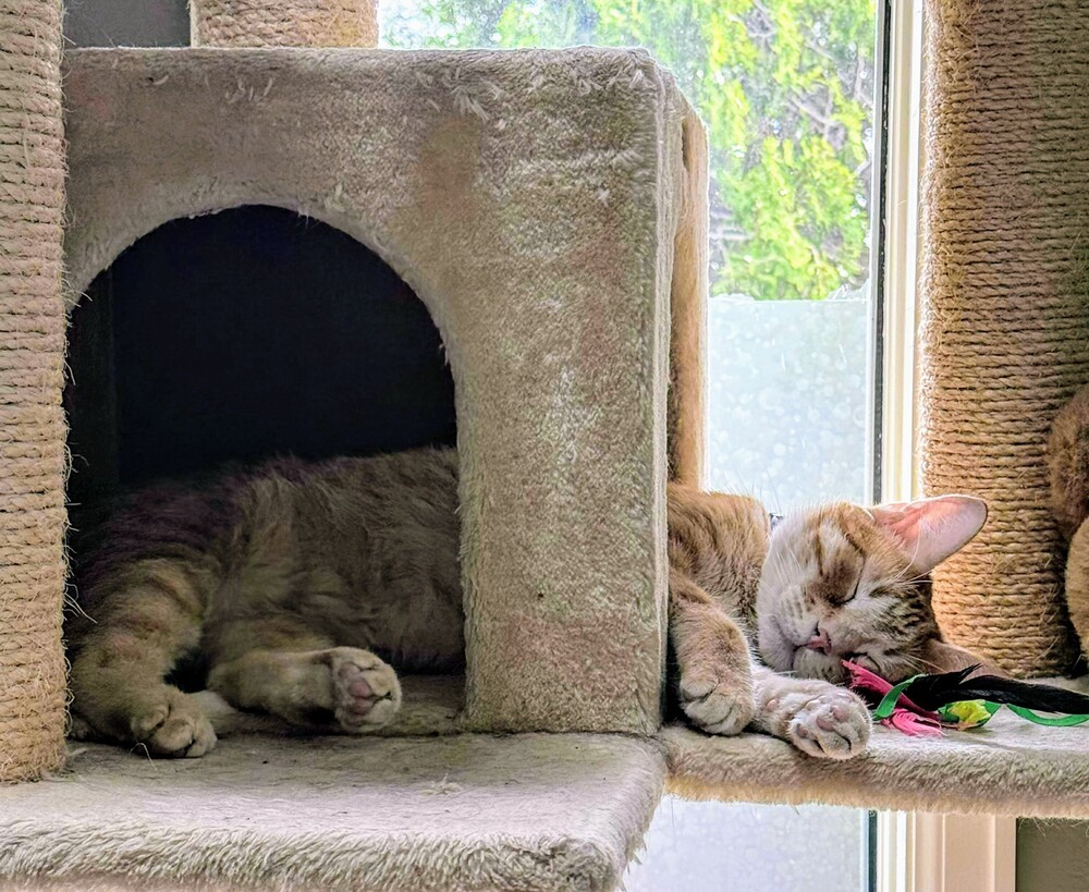 Oliver, an adoptable Domestic Medium Hair in Evergreen, CO, 80439 | Photo Image 6