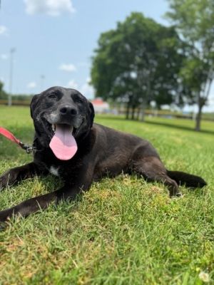 Immajean, Senior Female Labrador Retriever