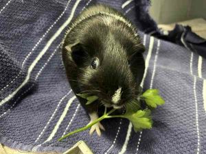 Primary Color Black Secondary Color White Weight 22lbs Age 5yrs 1mths 0wks