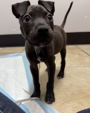 Bodhi, Adult Male Mixed Breed