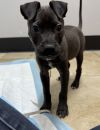 Bodhi photo 2