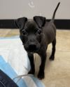 Bodhi photo 3