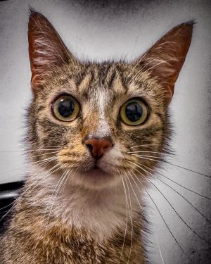 Megan, Young Female Domestic Short Hair