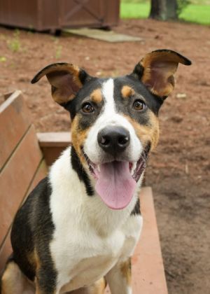 Pozole is a smooth-coated border collie mix with brains energy and charm to spare Hes still youn