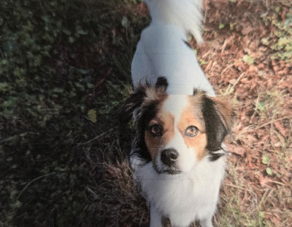 Buddy, an adoptable Terrier, Papillon in Bonifay, FL, 32425 | Photo Image 1