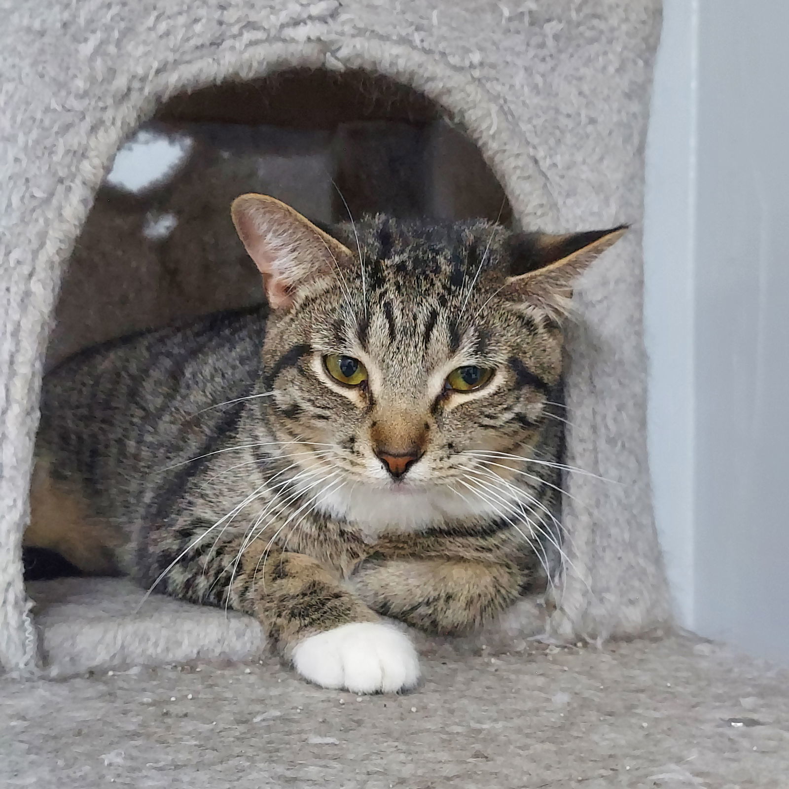 Mojave @ The Cat's Brew, an adoptable Domestic Short Hair in Montello, WI, 53949 | Photo Image 1
