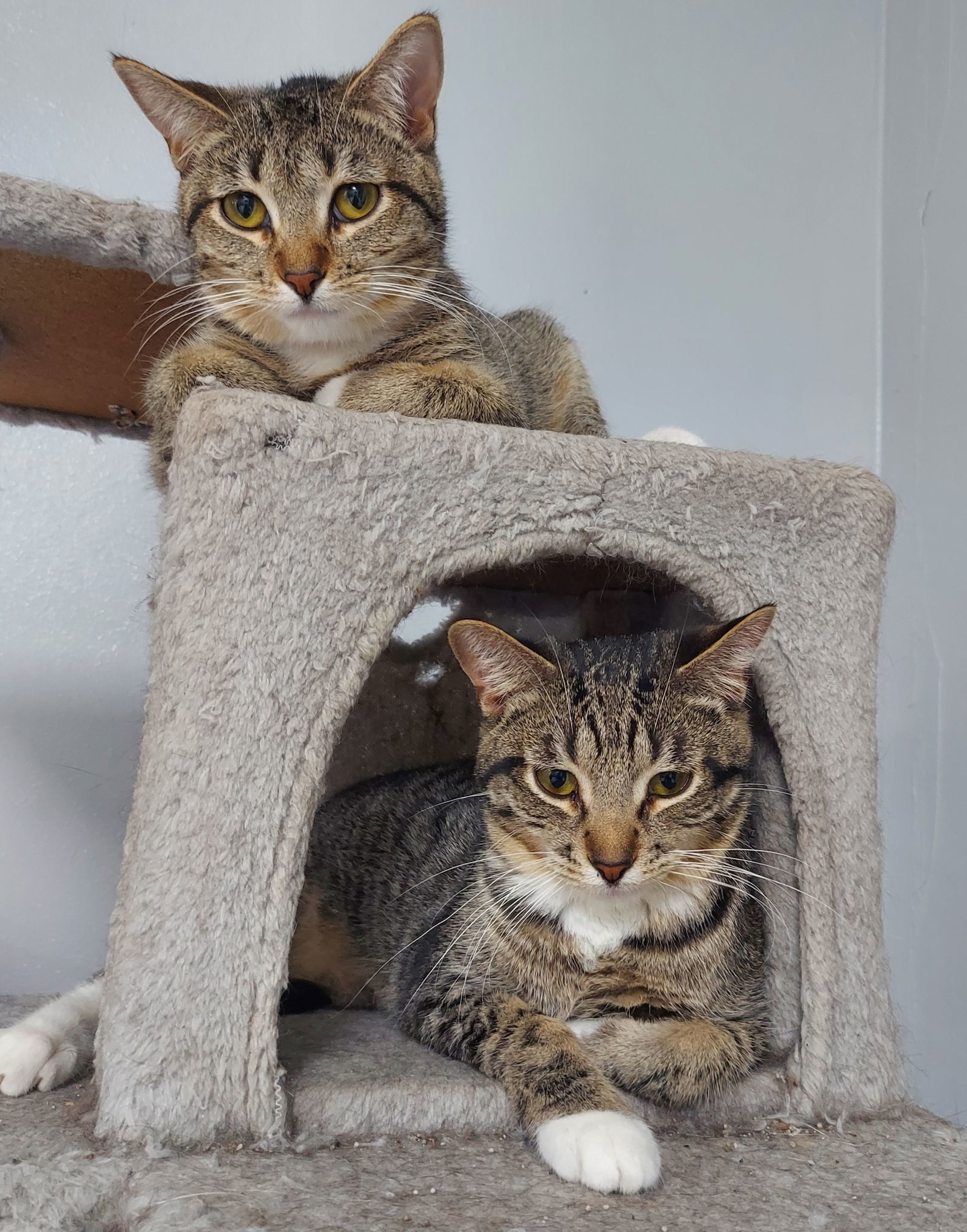 Mojave @ The Cat's Brew, an adoptable Domestic Short Hair in Montello, WI, 53949 | Photo Image 2