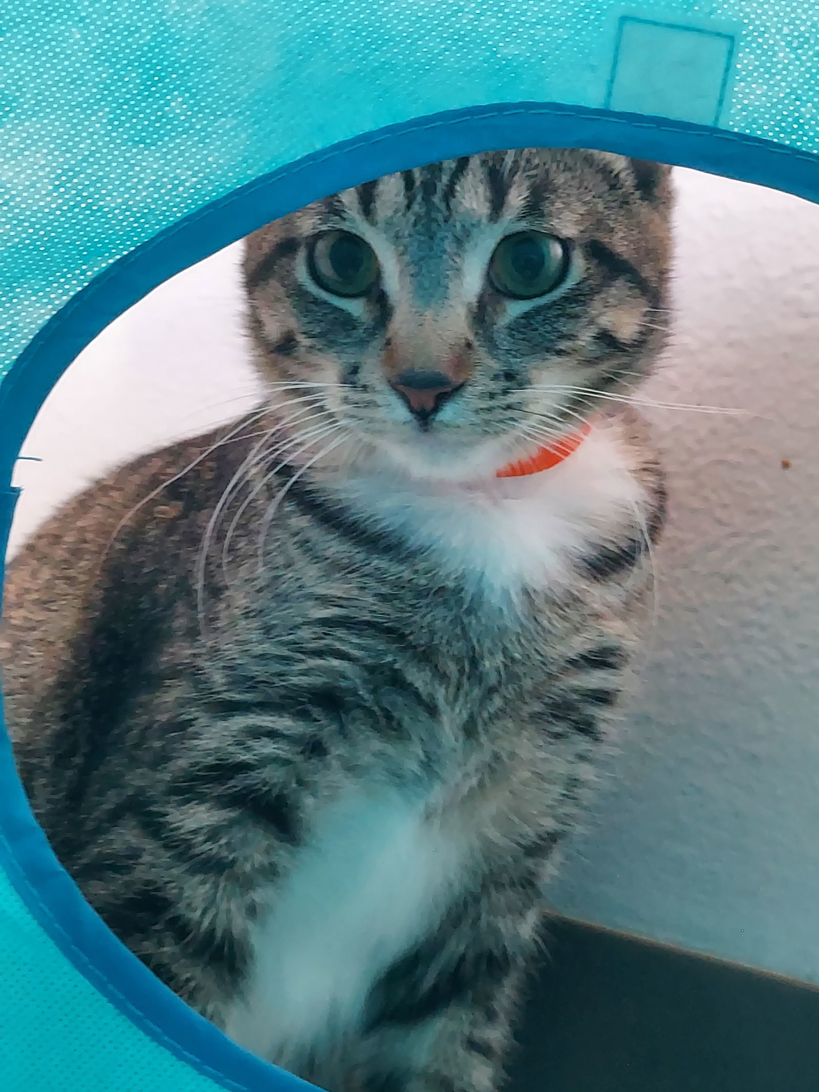 Mojave @ The Cat's Brew, an adoptable Domestic Short Hair in Montello, WI, 53949 | Photo Image 3