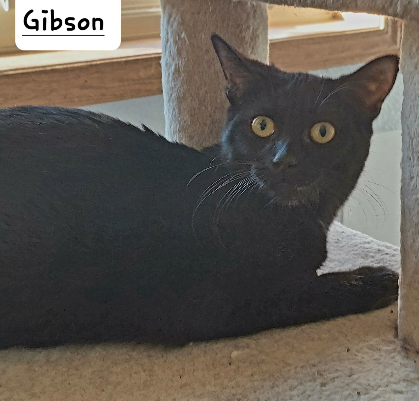 Gibson