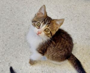Ivy, Baby Female Domestic Short Hair