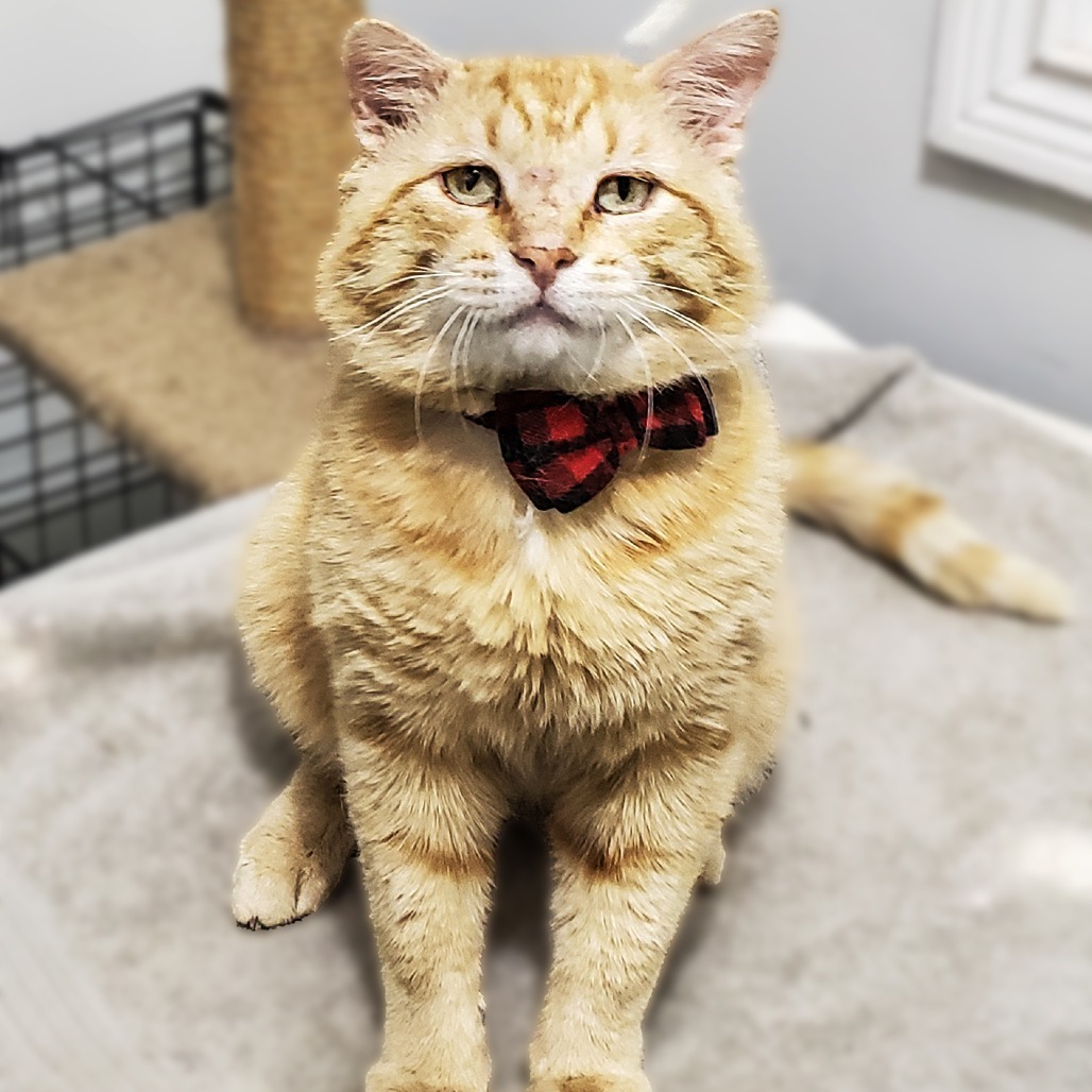 Nelson