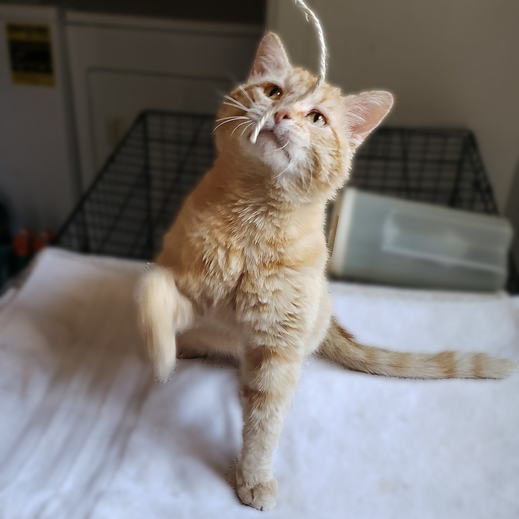 Nelson, an adoptable Domestic Short Hair in Wichita, KS, 67208 | Photo Image 3