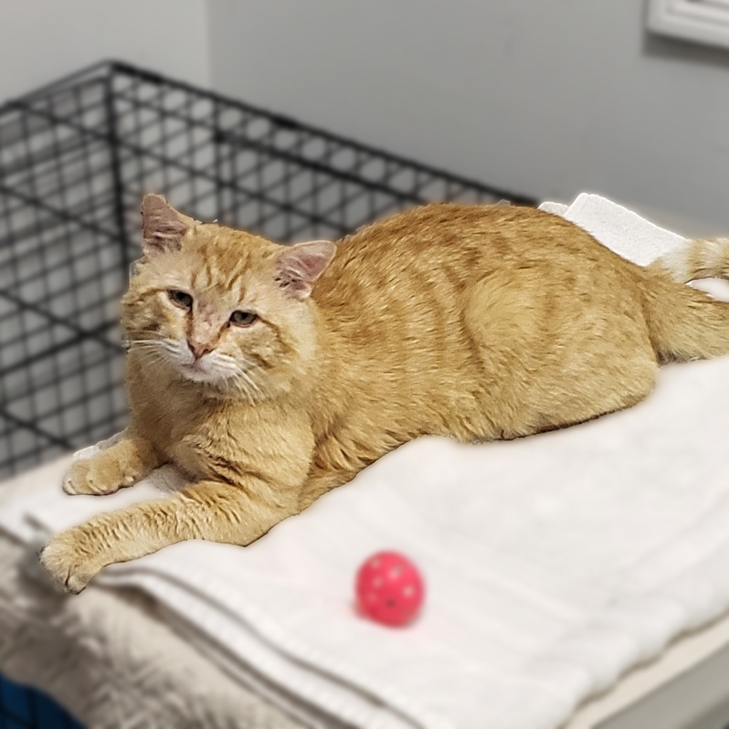 Nelson, an adoptable Domestic Short Hair in Wichita, KS, 67208 | Photo Image 4