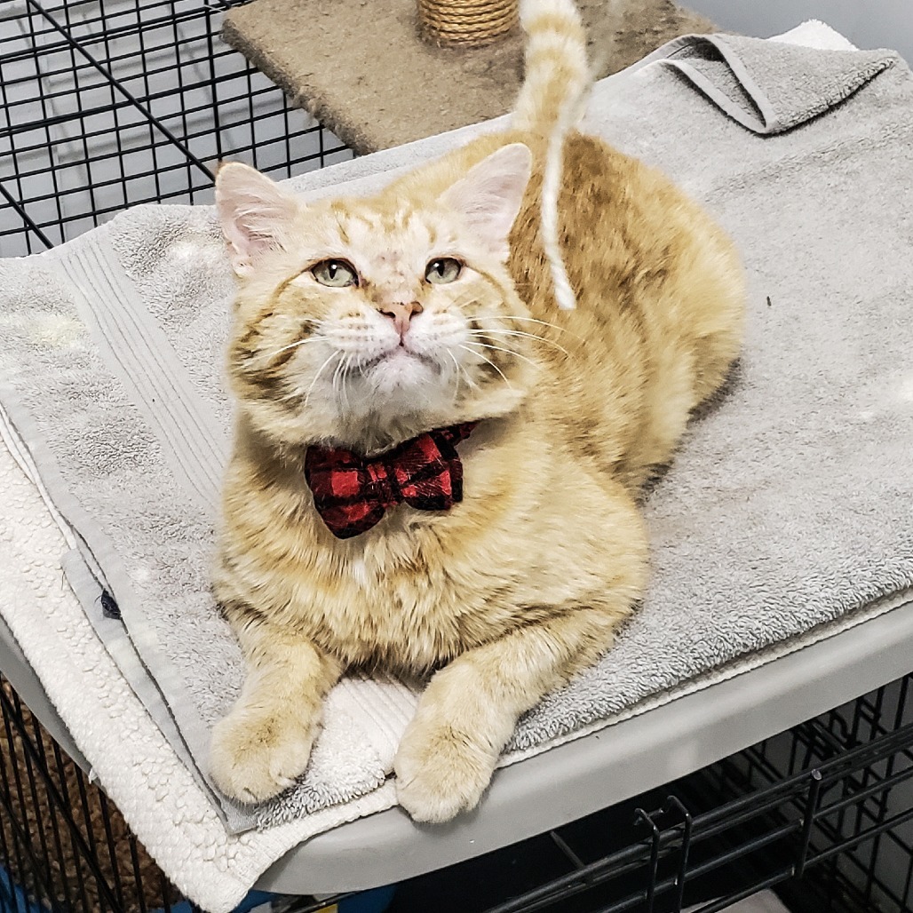 Nelson, an adoptable Domestic Short Hair in Wichita, KS, 67208 | Photo Image 5