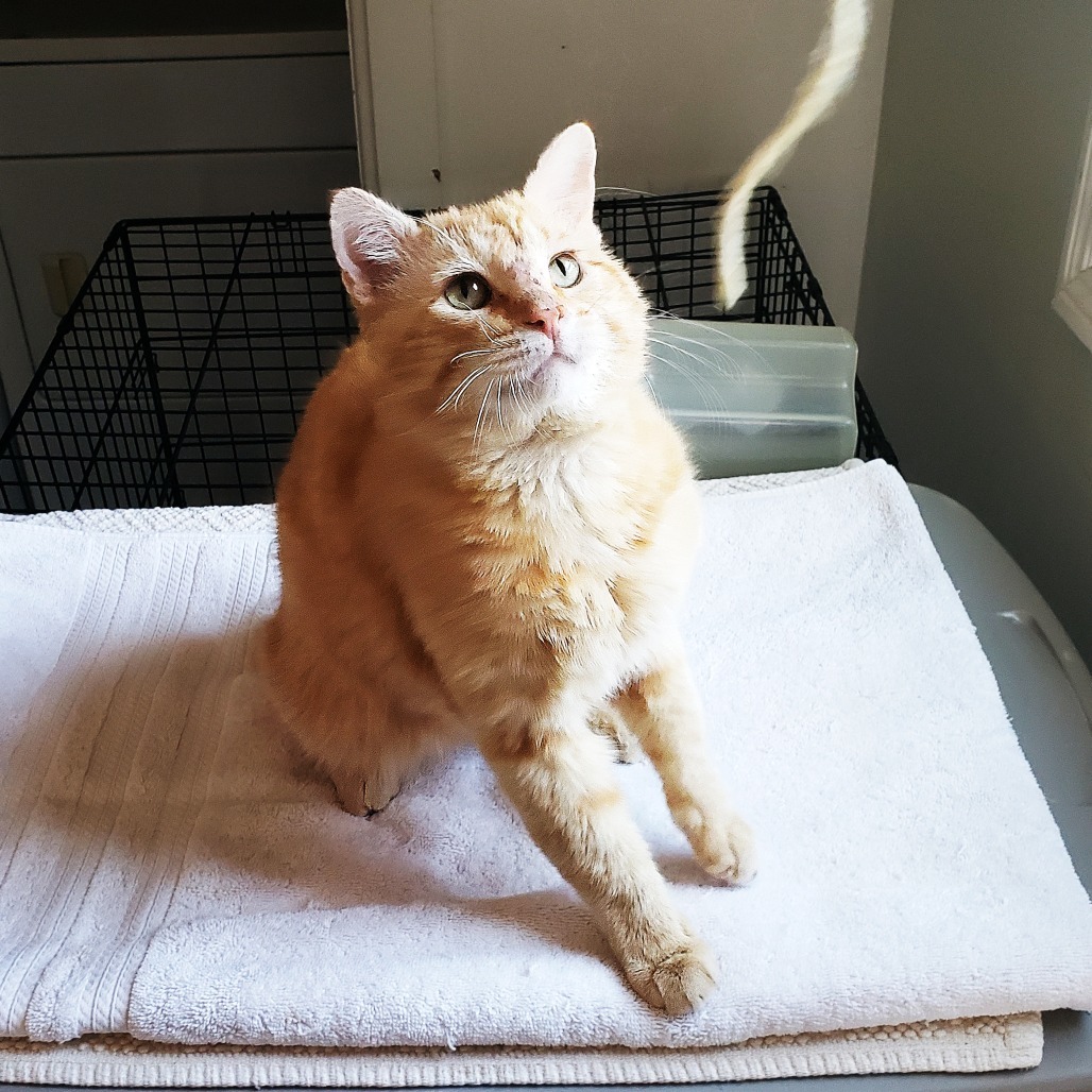 Nelson, an adoptable Domestic Short Hair in Wichita, KS, 67208 | Photo Image 6