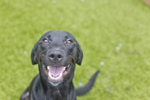 Milo, Baby Male Labrador Retriever
